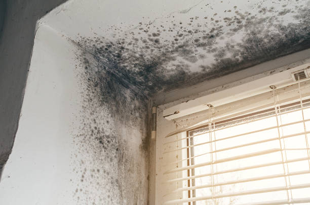 Affordable Black Mold Remediation solutions in Mahaffey, PA