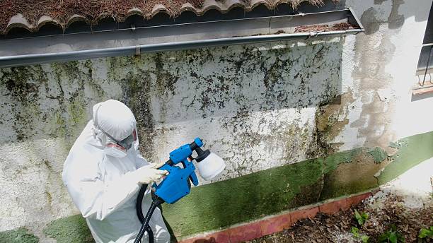 Top rated local Black Mold Remediation specialists in Mahaffey, PA